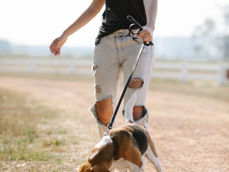 Person in jeans walking a beagle on a leash across a grassy field